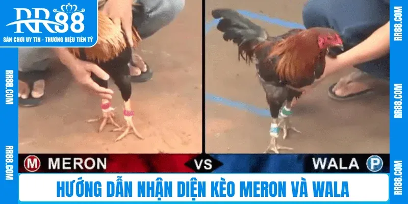 Hướng dẫn nhận diện kèo Meron và Wala