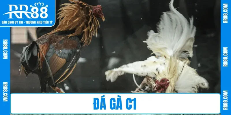 Đá Gà C1 RR88 – Sôi Động Mỗi Trận, Thắng Cực Đã