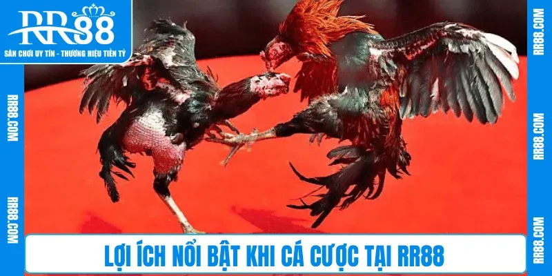 Lợi ích nổi bật khi cá cược tại RR88