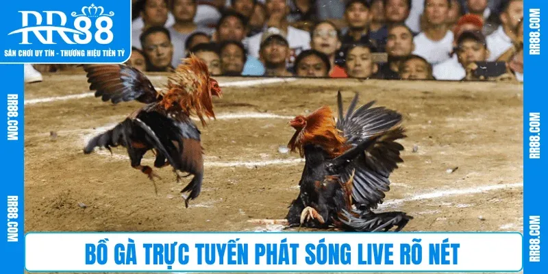 Bồ gà trực tuyến phát sóng live rõ nét